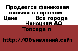 Продается финиковая пальма с горшком › Цена ­ 600 - Все города  »    . Ненецкий АО,Топседа п.